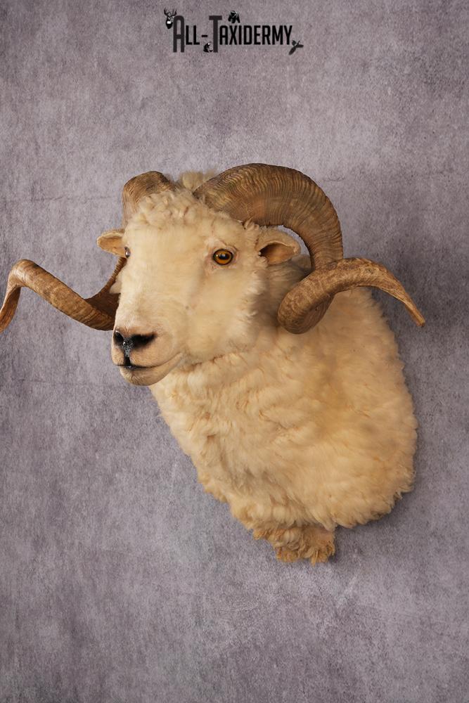 Barbarossa Taxidermy Shoulder Mount SKU 2453 - Image 7