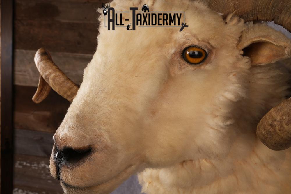Barbarossa Taxidermy Shoulder Mount SKU 2453 - Image 6
