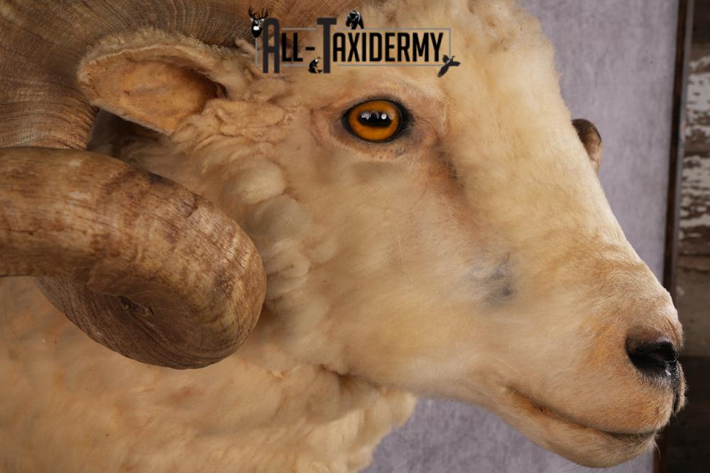 Barbarossa Taxidermy Shoulder Mount SKU 2453 - Image 5