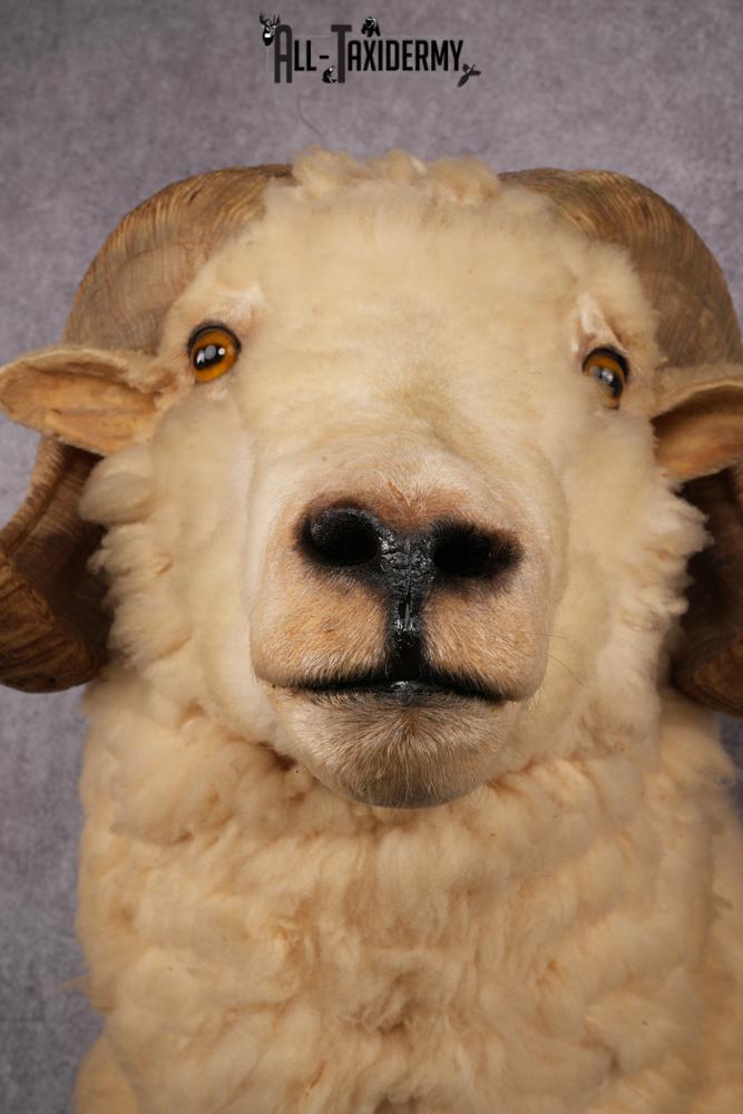 Barbarossa Taxidermy Shoulder Mount SKU 2453 - Image 4