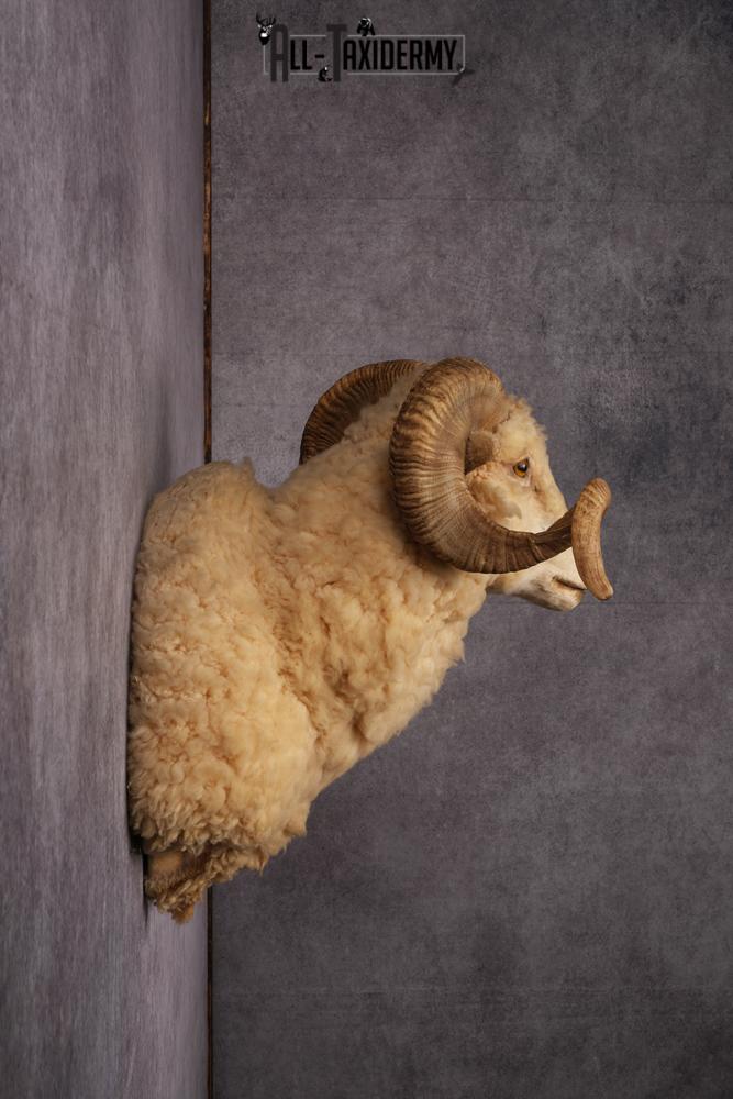 Barbarossa Taxidermy Shoulder Mount SKU 2453 - Image 3