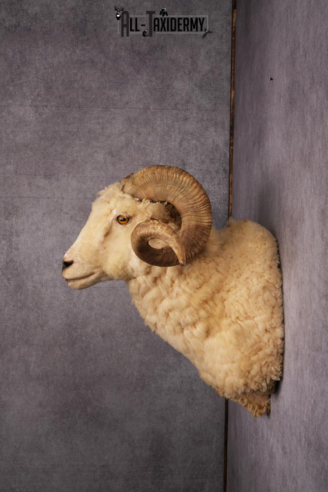 Barbarossa Taxidermy Shoulder Mount SKU 2453 - Image 2