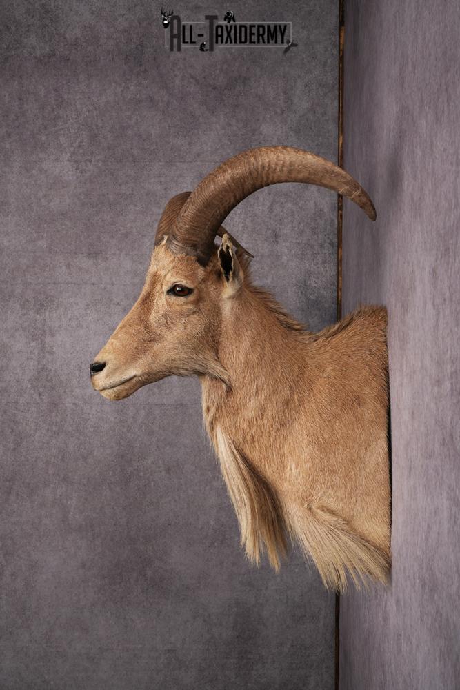 Aoudad Taxidermy Shoulder Mount SKU 2487 - Image 8