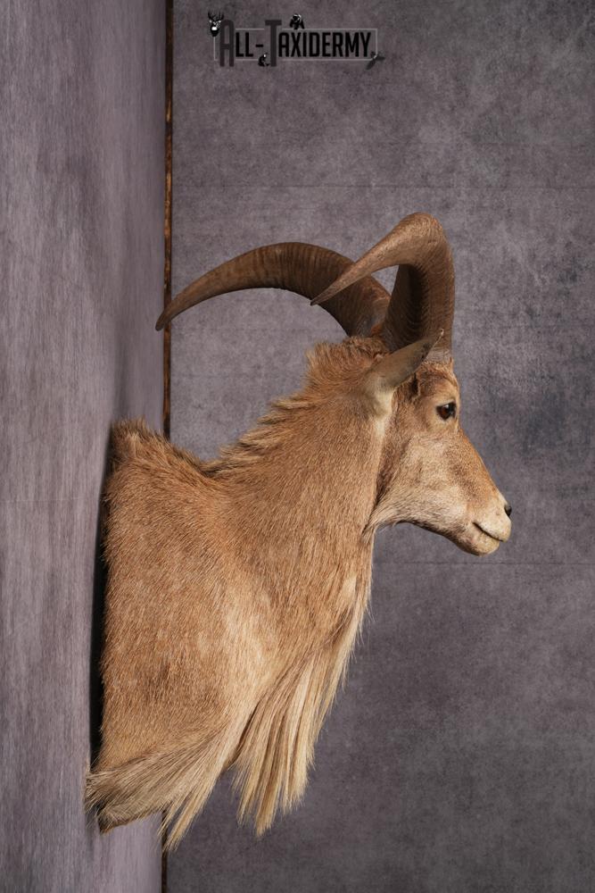 Aoudad Taxidermy Shoulder Mount SKU 2487 - Image 7