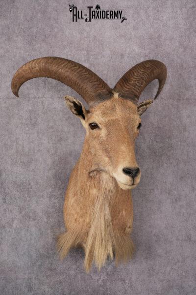 Aoudad Taxidermy Shoulder Mount SKU 2487