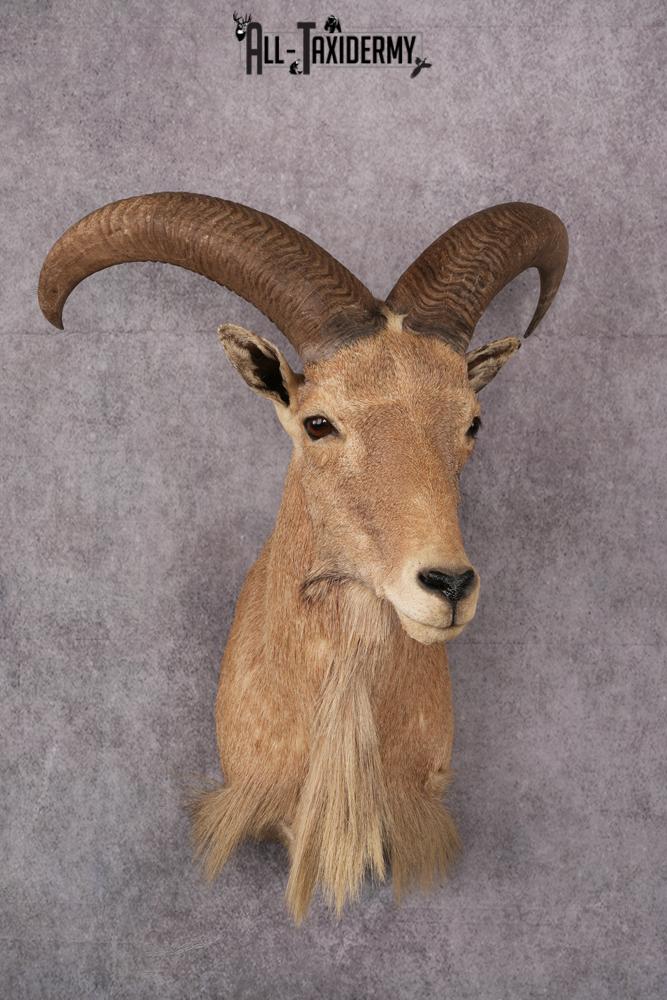 Aoudad Taxidermy Shoulder Mount SKU 2487