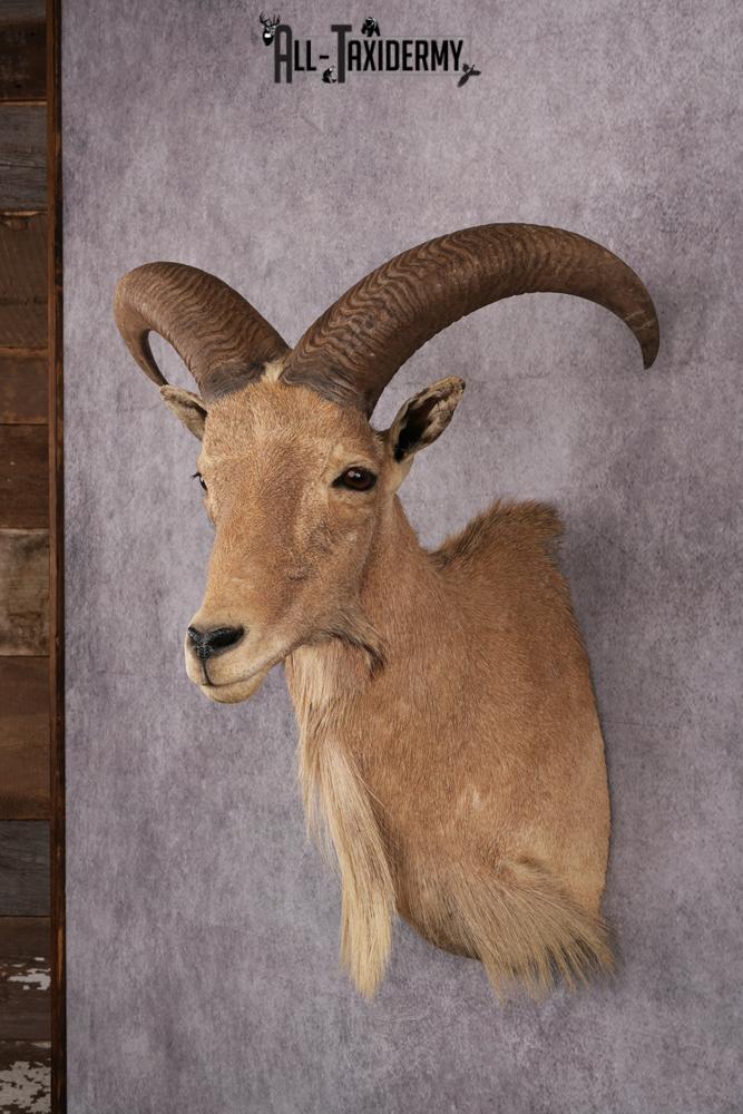 Aoudad Taxidermy Shoulder Mount SKU 2487 - Image 6