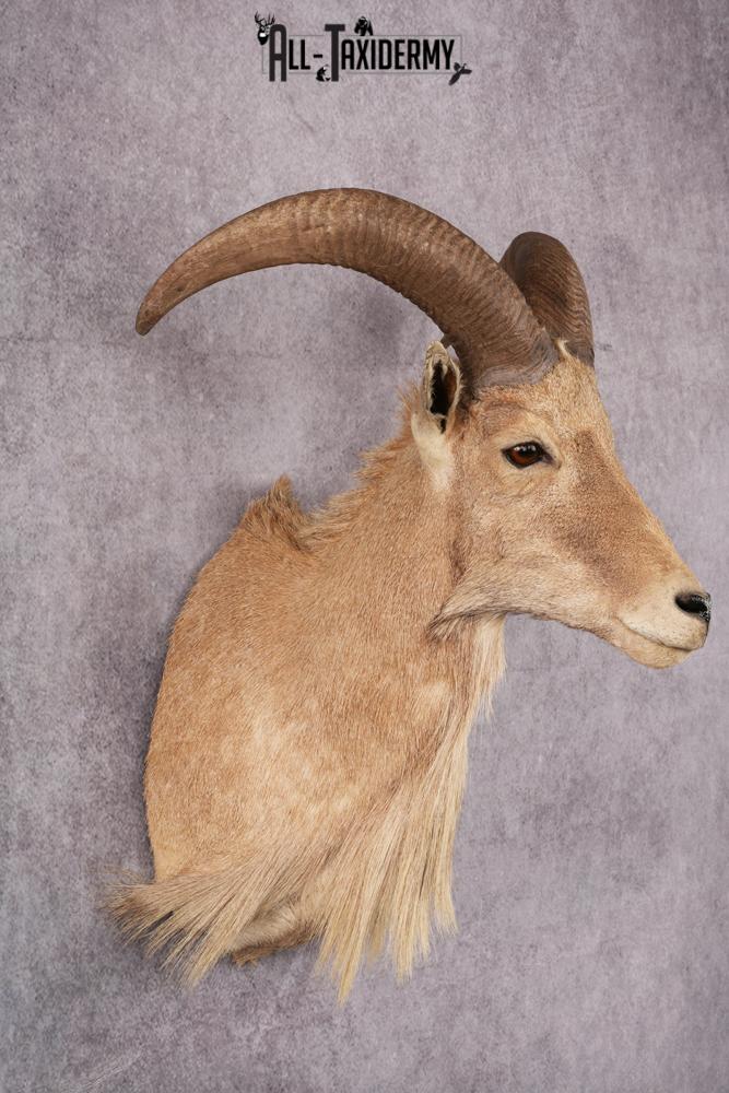 Aoudad Taxidermy Shoulder Mount SKU 2487 - Image 5