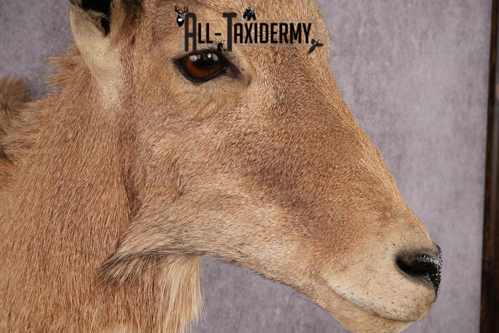 Aoudad Taxidermy Shoulder Mount SKU 2487 - Image 4