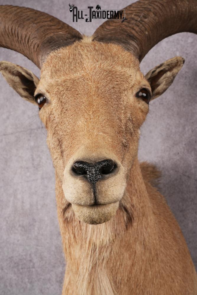 Aoudad Taxidermy Shoulder Mount SKU 2487 - Image 2