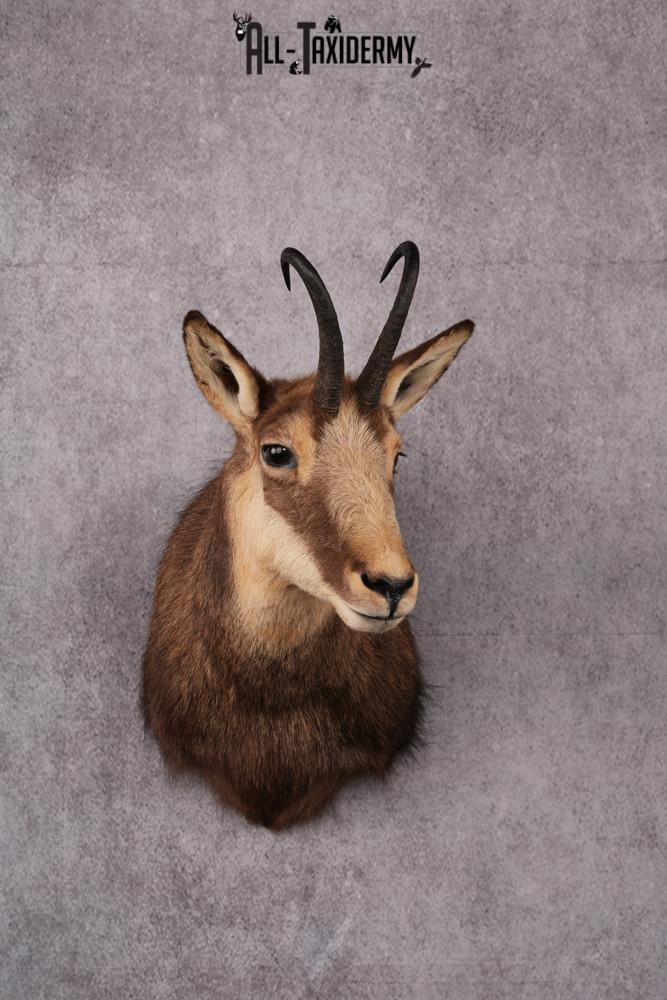 Chamois taxidermy mount SKU 2587