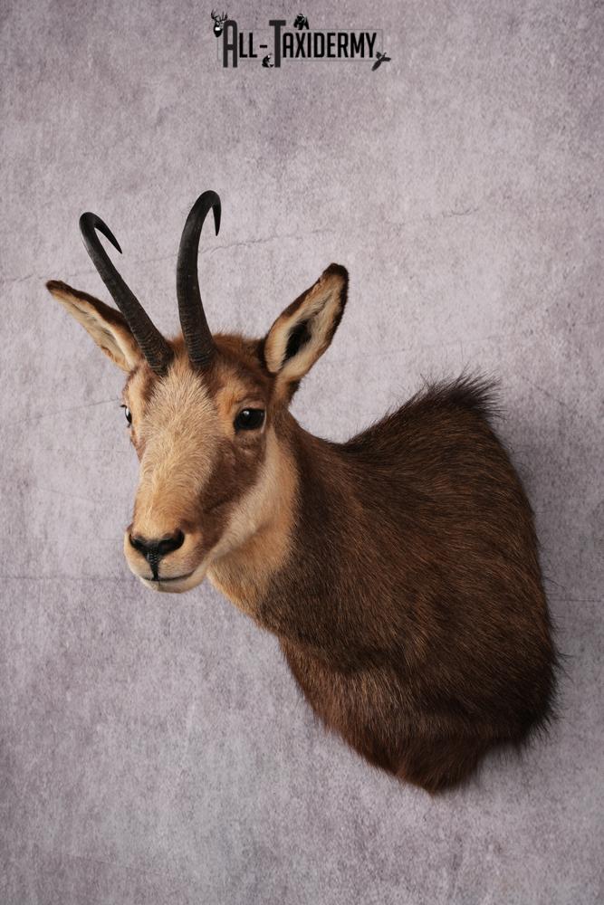 Chamois taxidermy mount SKU 2587 - Image 9