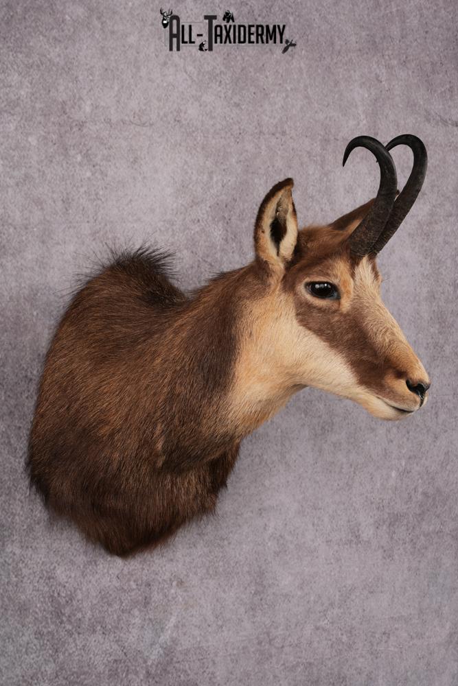 Chamois taxidermy mount SKU 2587 - Image 8