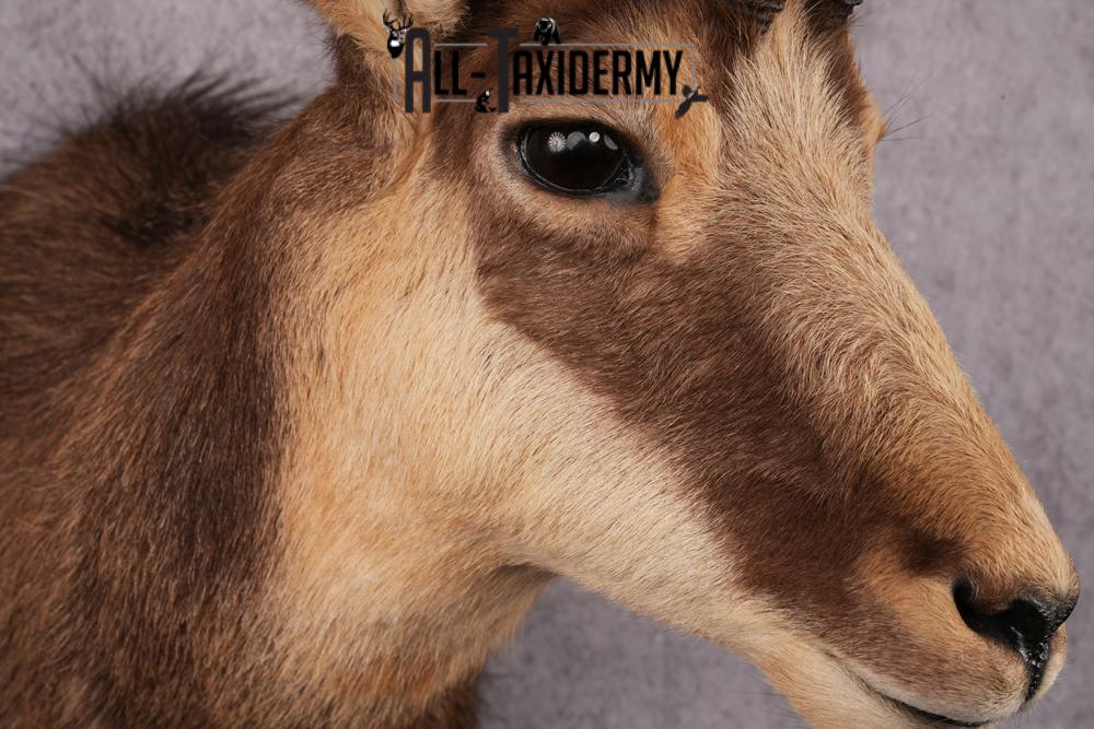 Chamois taxidermy mount SKU 2587 - Image 7