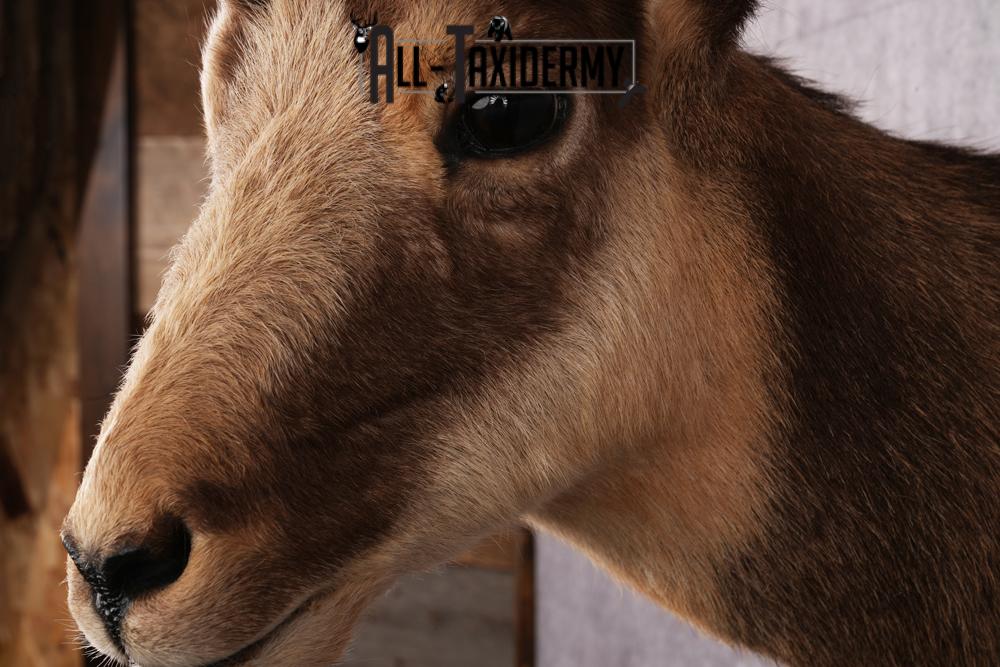 Chamois taxidermy mount SKU 2587 - Image 6