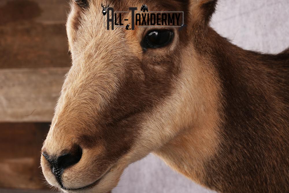 Chamois taxidermy mount SKU 2587 - Image 5