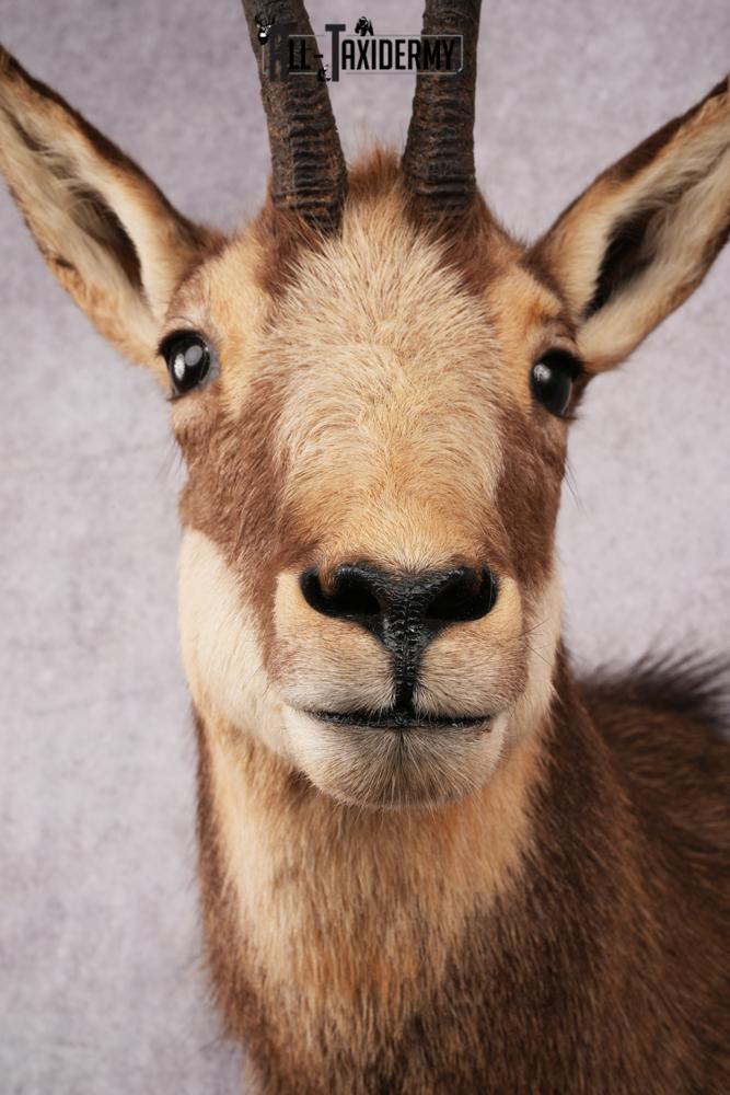 Chamois taxidermy mount SKU 2587 - Image 4