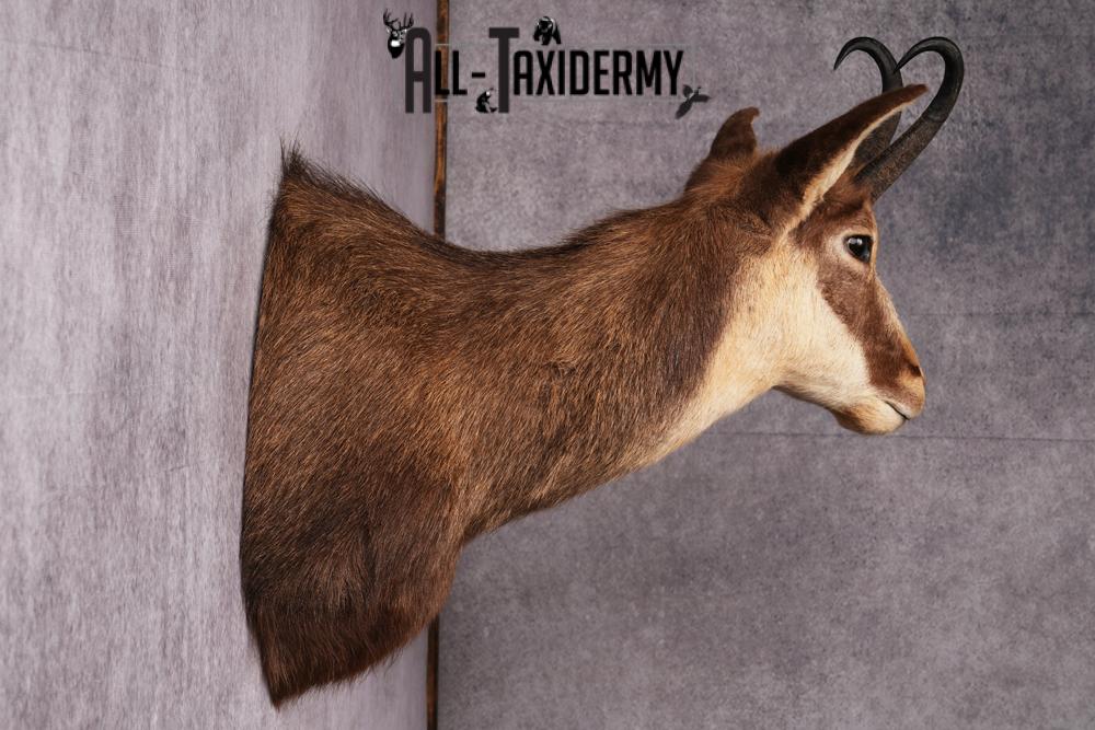 Chamois taxidermy mount SKU 2587 - Image 3