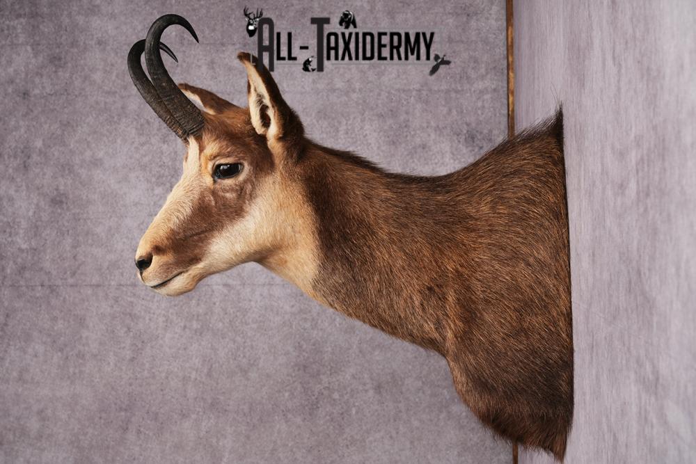 Chamois taxidermy mount SKU 2587 - Image 2