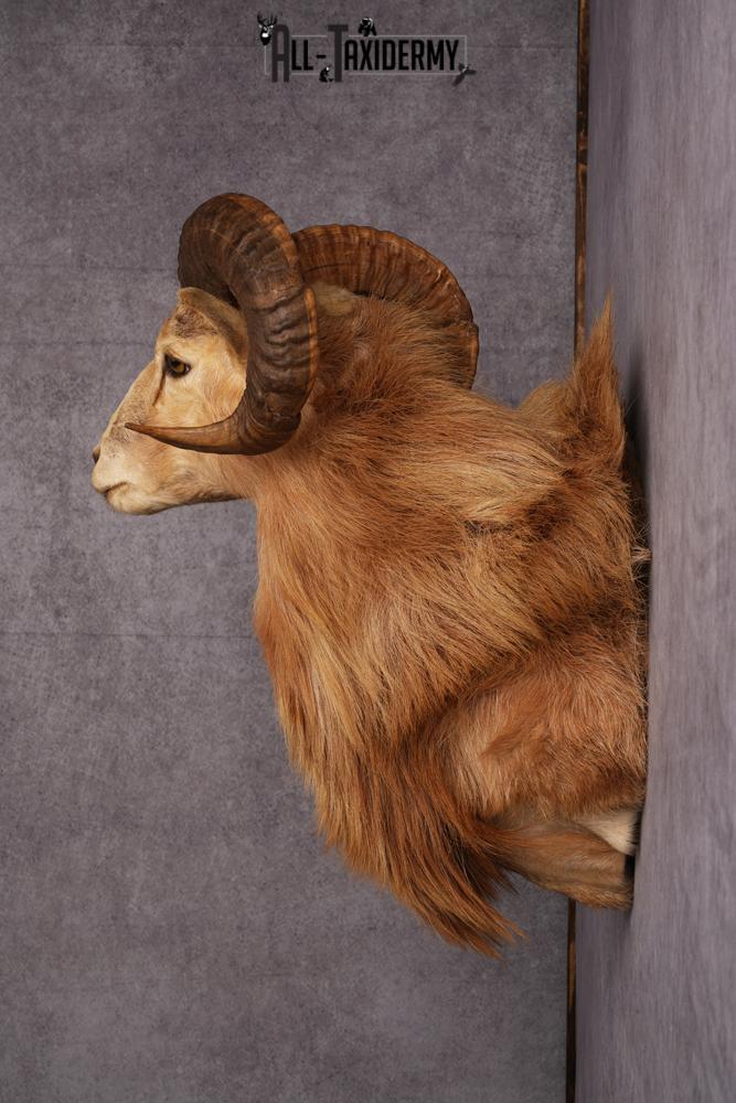Corsican Ram Taxidermy Shoulder Mount SKU 2476 - Image 8