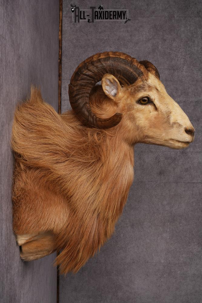 Corsican Ram Taxidermy Shoulder Mount SKU 2476 - Image 7