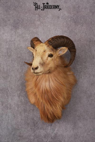 Corsican Ram Taxidermy Shoulder Mount SKU 2476