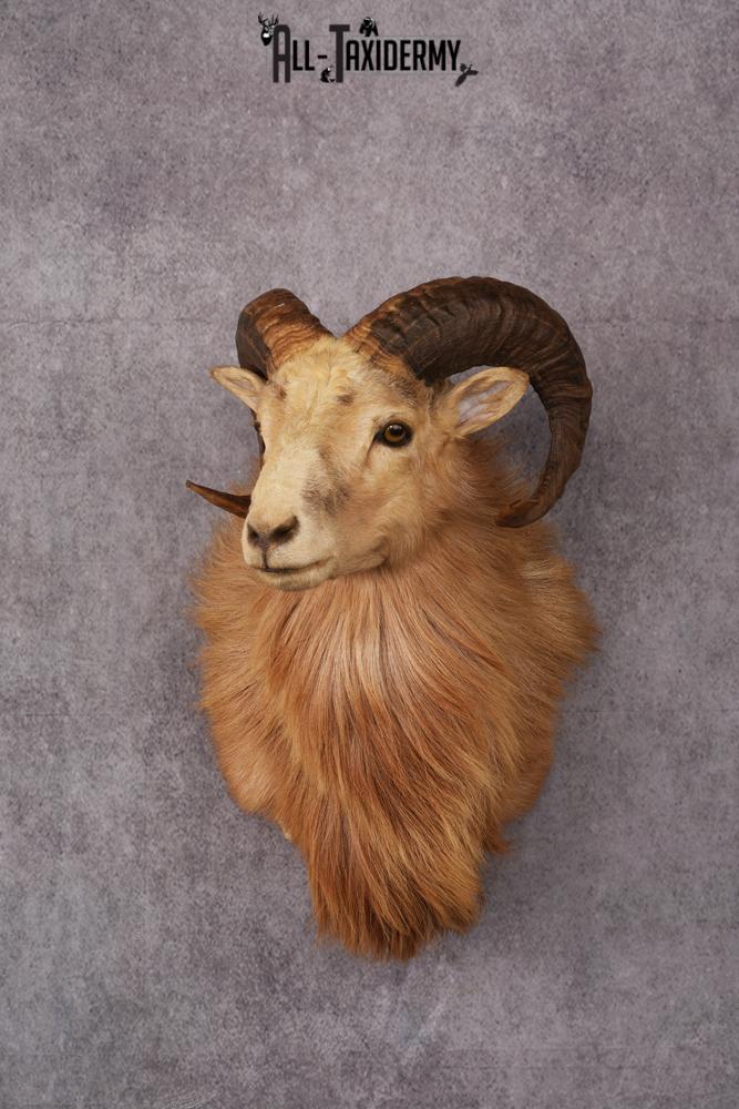 Corsican Ram Taxidermy Shoulder Mount SKU 2476