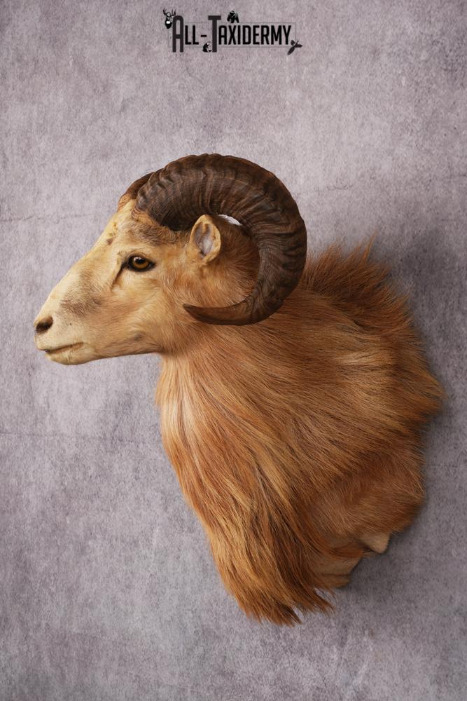 Corsican Ram Taxidermy Shoulder Mount SKU 2476 - Image 6