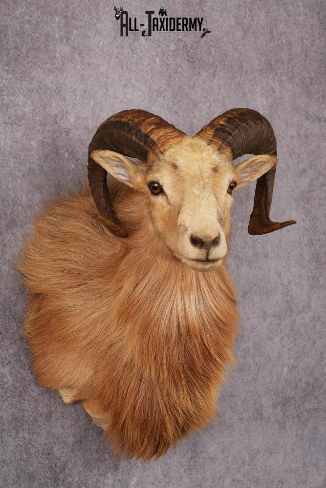 Corsican Ram Taxidermy Shoulder Mount SKU 2476 - Image 5