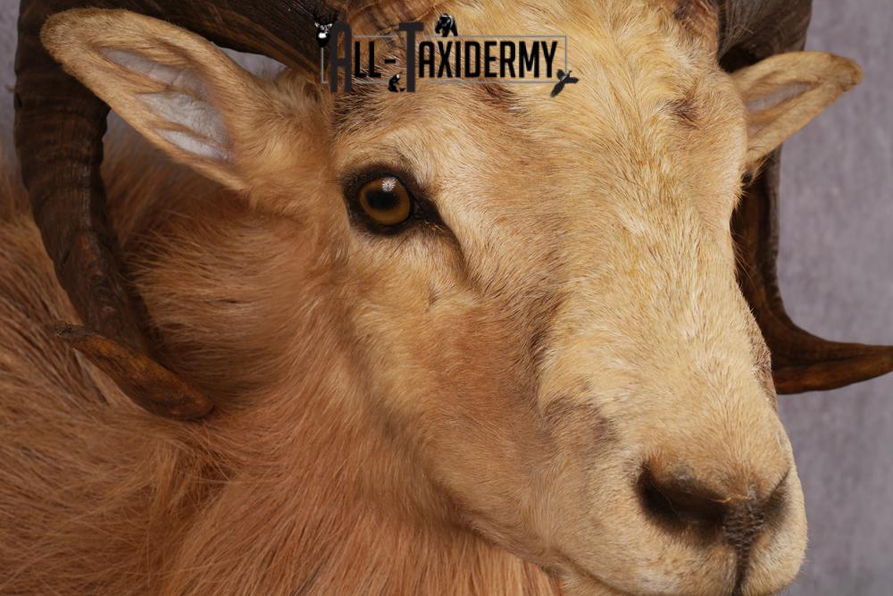 Corsican Ram Taxidermy Shoulder Mount SKU 2476 - Image 4