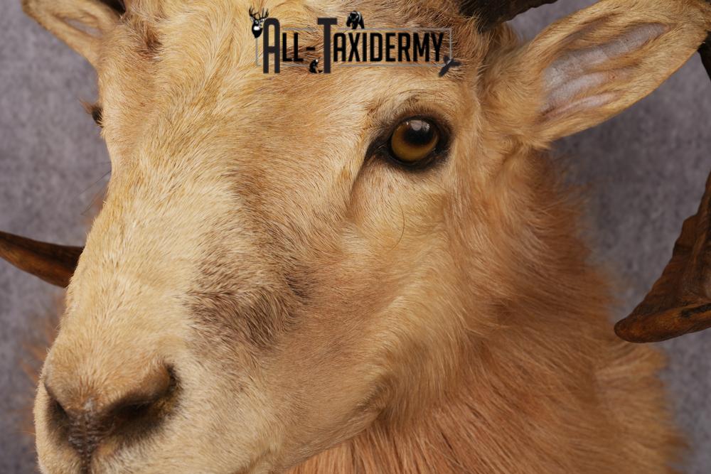 Corsican Ram Taxidermy Shoulder Mount SKU 2476 - Image 3