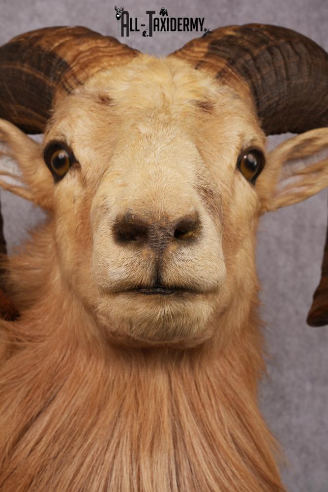 Corsican Ram Taxidermy Shoulder Mount SKU 2476 - Image 2