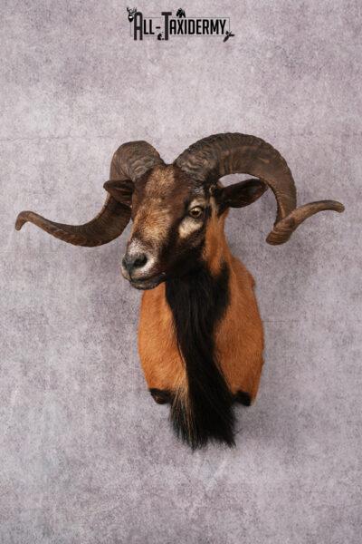 Corsican Sheep Taxidermy shoulder mount SKU 2521