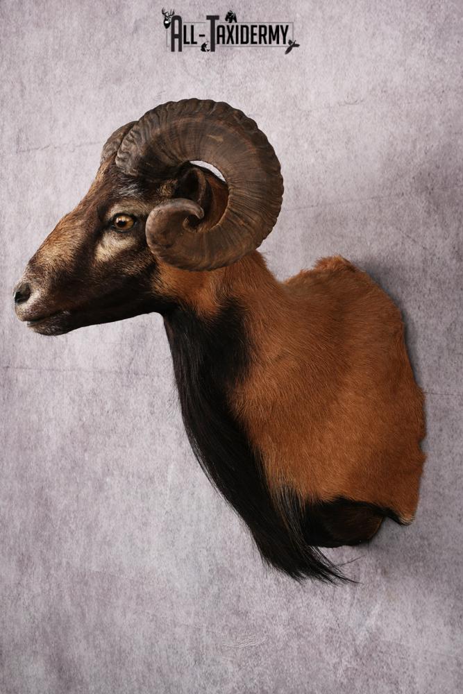 Corsican Sheep Taxidermy shoulder mount SKU 2521 - Image 8