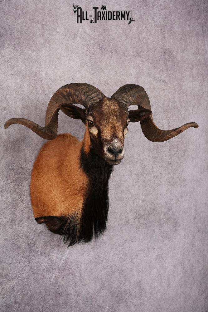Corsican Sheep Taxidermy shoulder mount SKU 2521 - Image 7