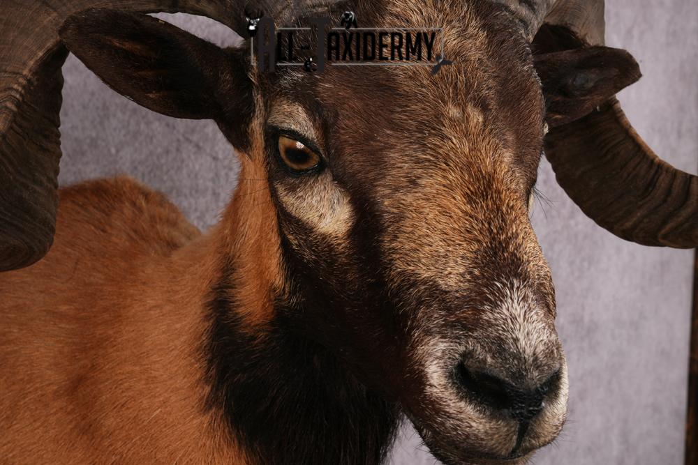 Corsican Sheep Taxidermy shoulder mount SKU 2521 - Image 6