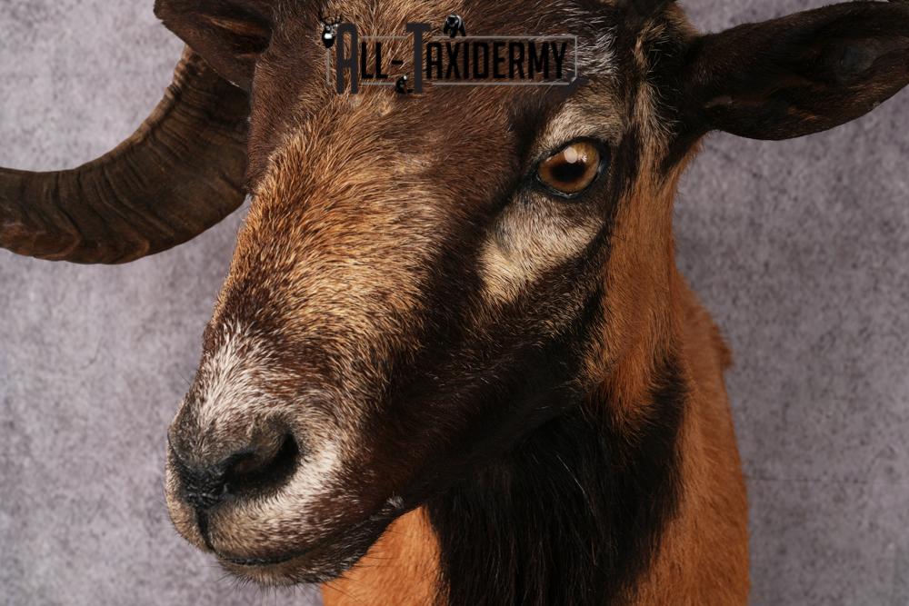 Corsican Sheep Taxidermy shoulder mount SKU 2521 - Image 5