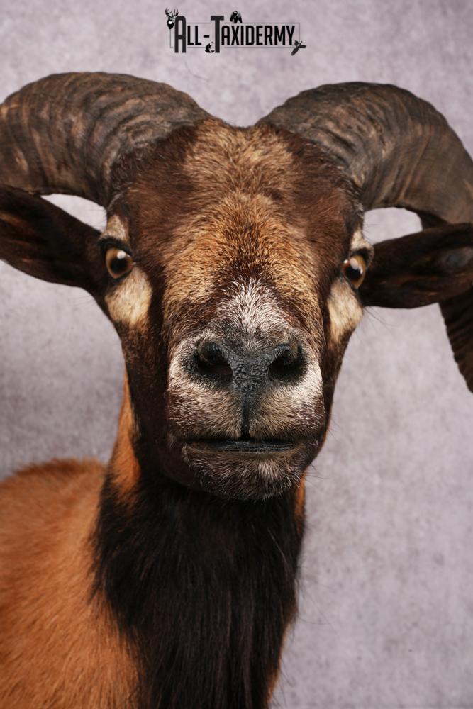 Corsican Sheep Taxidermy shoulder mount SKU 2521 - Image 4