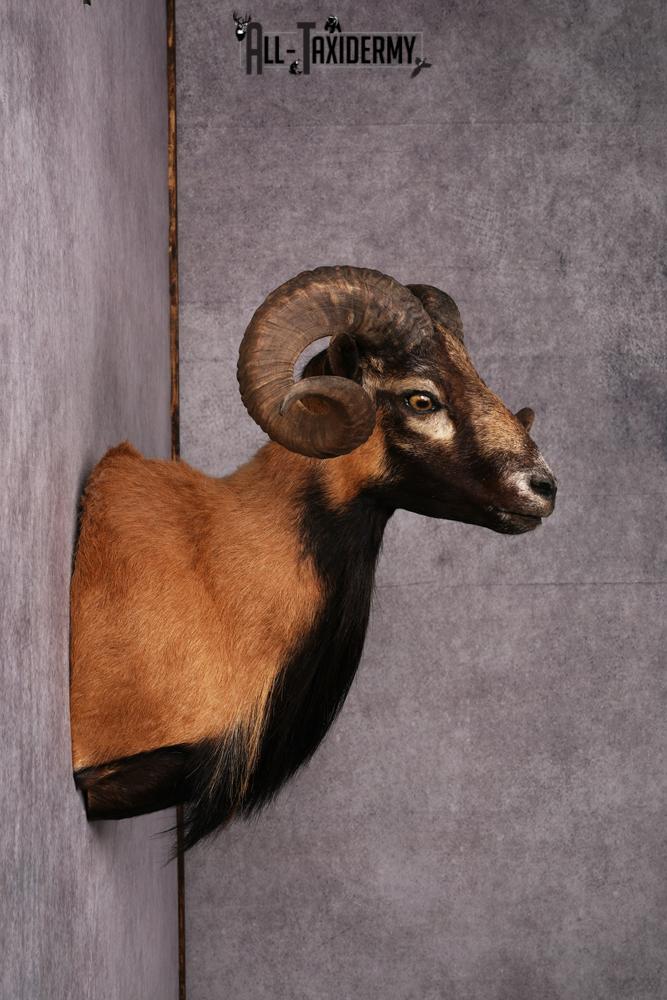 Corsican Sheep Taxidermy shoulder mount SKU 2521 - Image 3