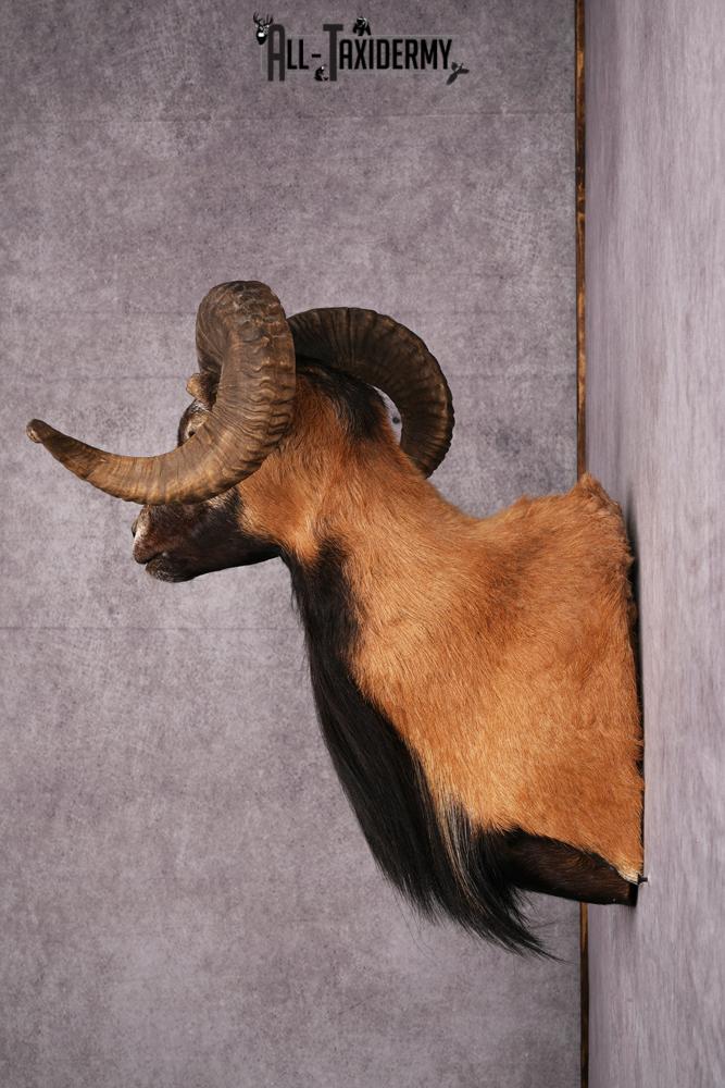 Corsican Sheep Taxidermy shoulder mount SKU 2521 - Image 2