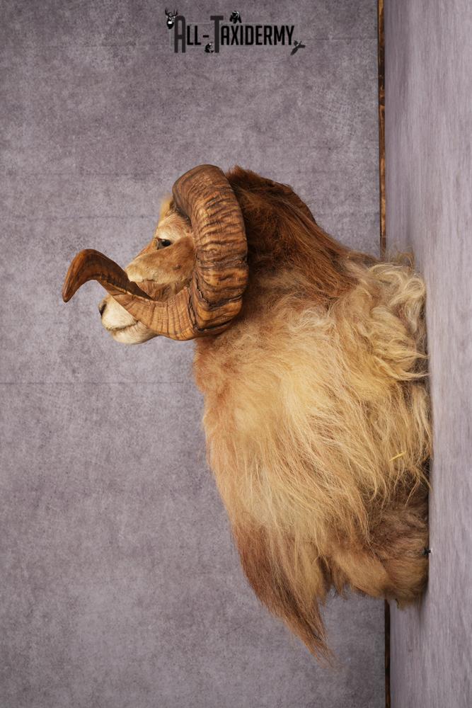 Icelandic Sheep taxidermy mount SKU 2591 - Image 8