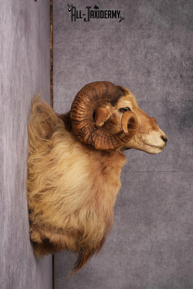 Icelandic Sheep taxidermy mount SKU 2591 - Image 7