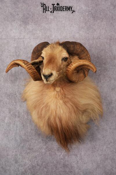 Icelandic Sheep taxidermy mount SKU 2591