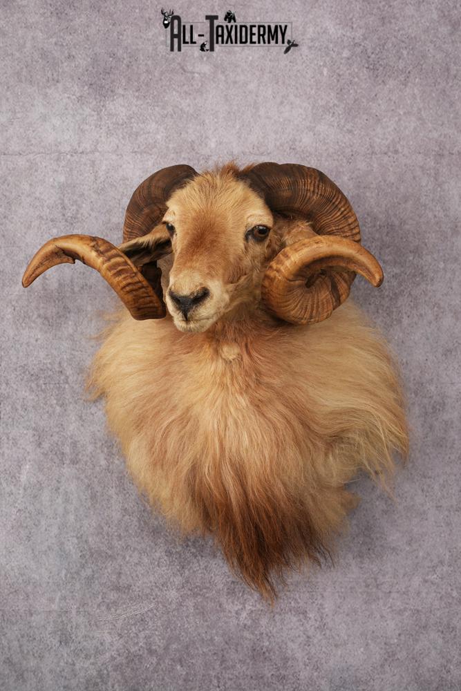 Icelandic Sheep taxidermy mount SKU 2591