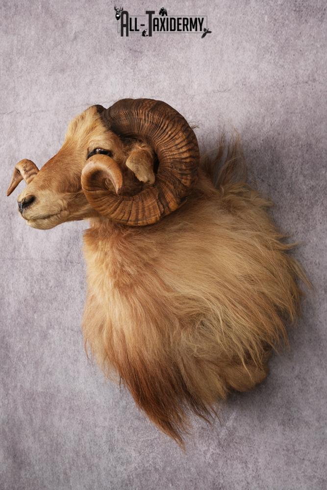 Icelandic Sheep taxidermy mount SKU 2591 - Image 6