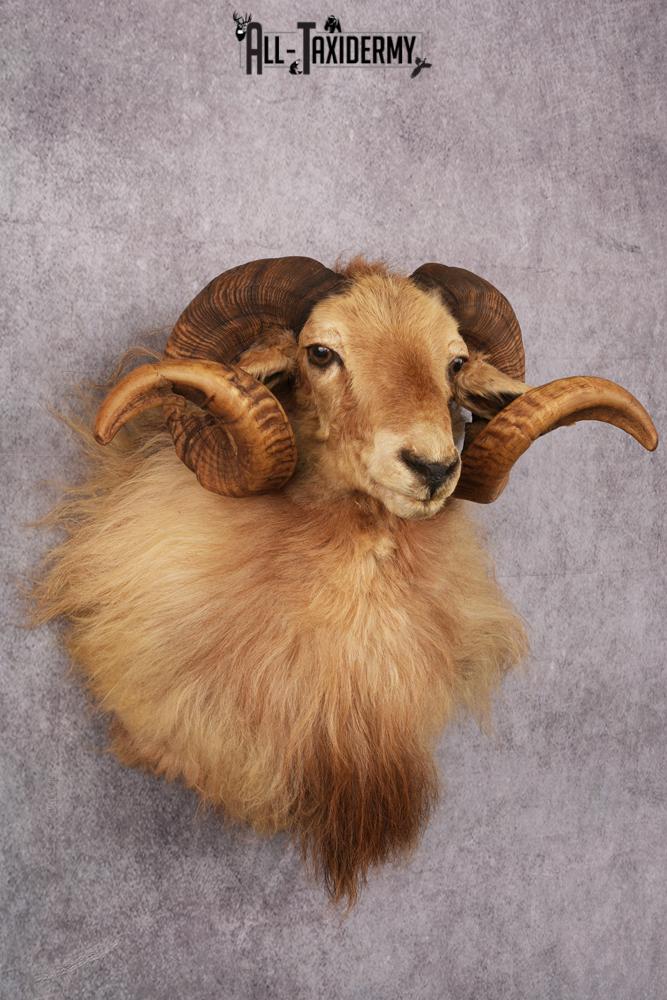 Icelandic Sheep taxidermy mount SKU 2591 - Image 5