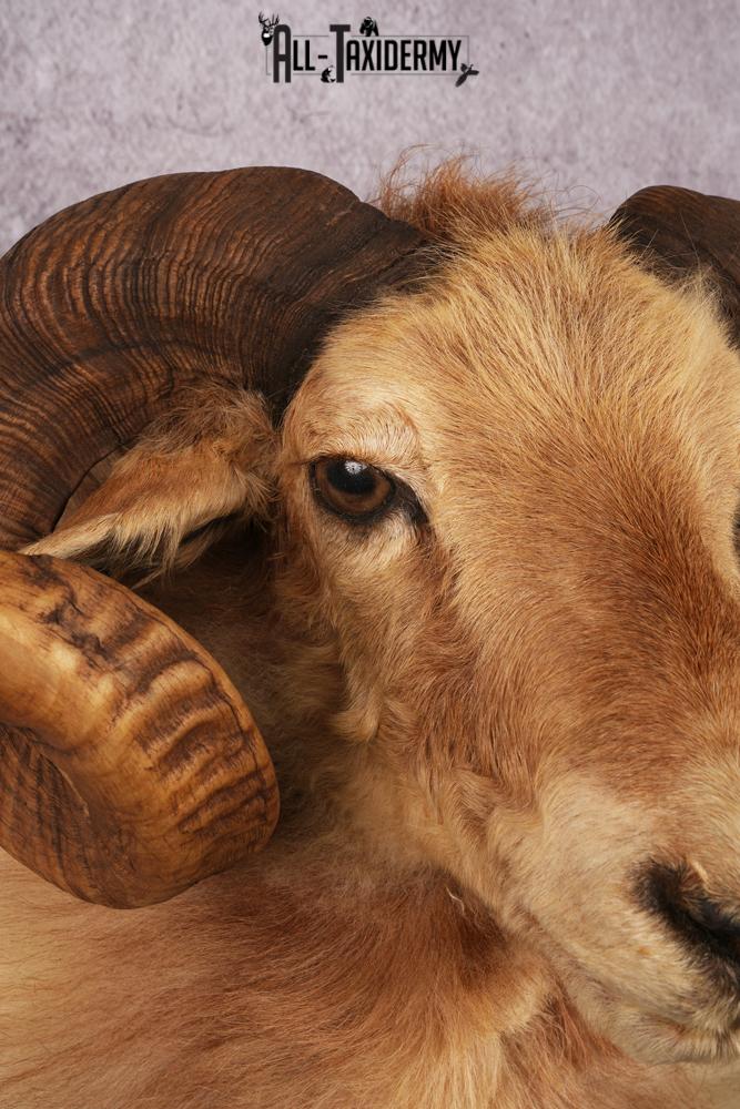 Icelandic Sheep taxidermy mount SKU 2591 - Image 4