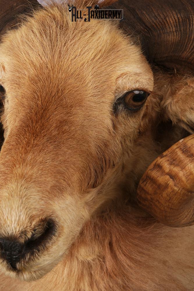 Icelandic Sheep taxidermy mount SKU 2591 - Image 3