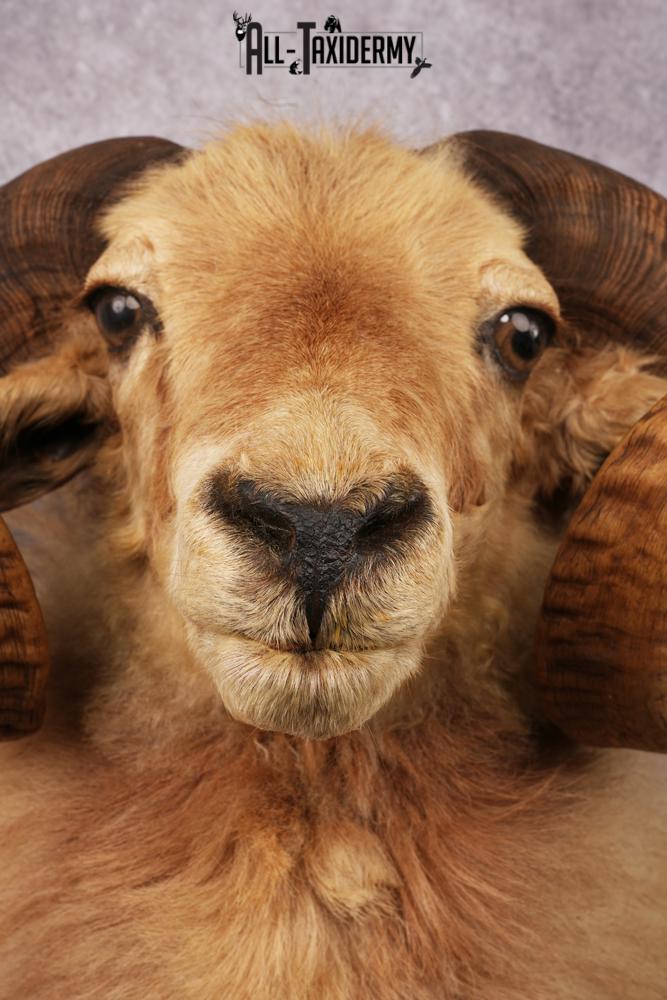 Icelandic Sheep taxidermy mount SKU 2591 - Image 2