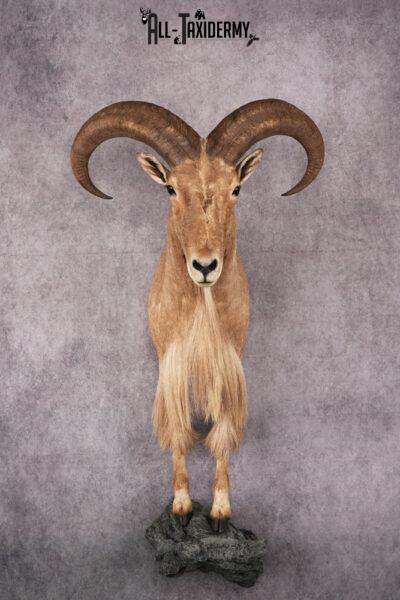 1/2 body African Aoudad taxidermy mount SKU 2552